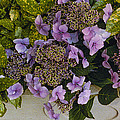 Flowerbox