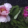 Peonie